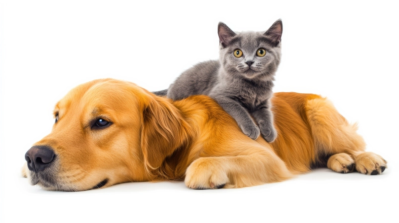 Happy adopted pet with family